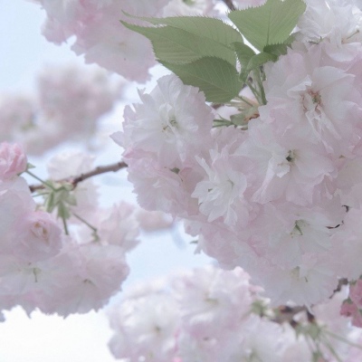 Furry插画光影技巧福瑞群